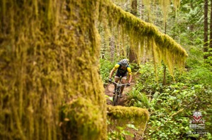 The lush Pacific Northwest forest. Photo by Dave Silver.  Photo by Dave Silver