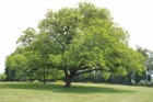 1163?width=140
