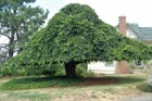 1817?width=140