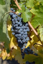 4575?width=140