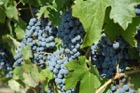 4580?width=140